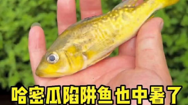 哈密瓜陷阱鱼也中暑了