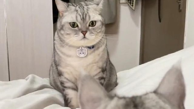 这也太欺负猫了！居然抢我女朋友！