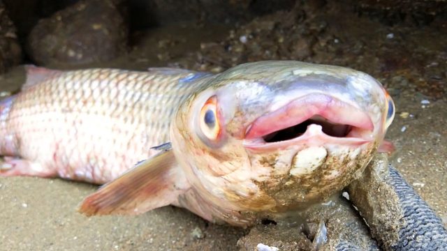 大退潮赶海，一条大鱼双手抓不住，还有大螃蟹大青蛾丰收的一天