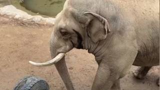 小朋友鞋子不慎掉入园区，大象举动让现场游客沸腾：真的很聪明。