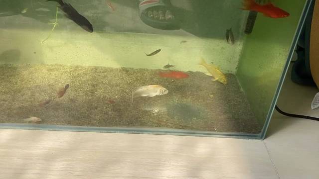 小鱼的领地意识