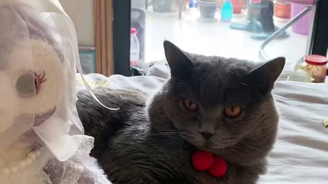 这猫的脾气是一天天见涨啊[白眼]