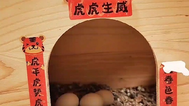 我的新宠，有没有认识的？