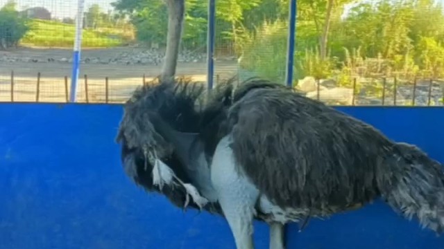 中国骑鸟第一人