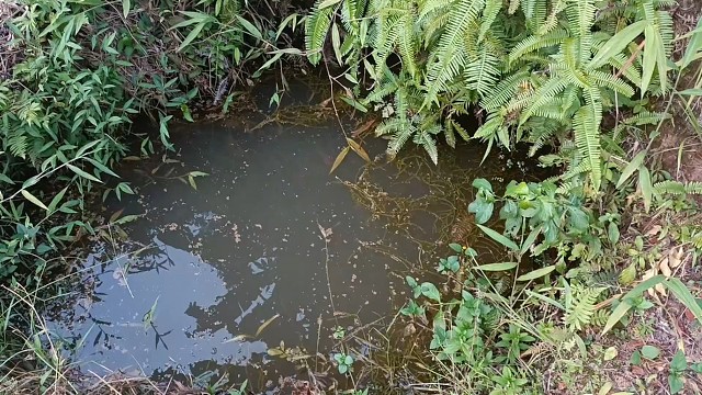 古井养殖罗非鱼快一年了，怎么还不繁殖小鱼苗，TG-徐味薇也太好看了