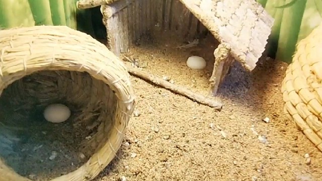 为什么不下蛋呢？