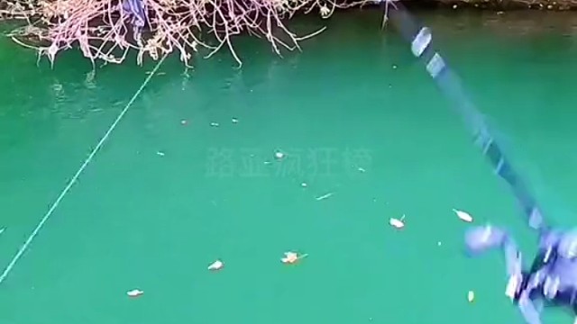 又大又傻还近视