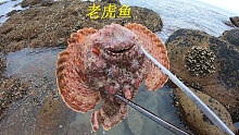 退潮后阿平赶海抓到一条老虎鱼，之后还抓了海胆和大青蟹