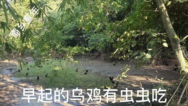 早起的乌鸡有虫吃