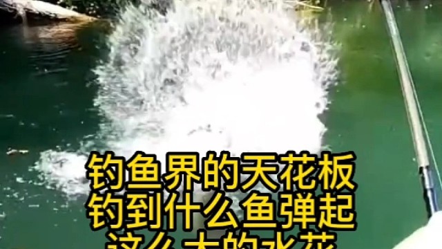 钓鱼界的天花板钓到什么鱼弹起这么大的水花