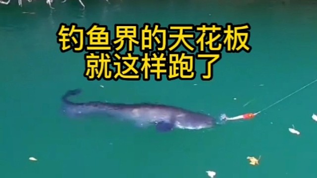 钓鱼界的天花板就这样跑了