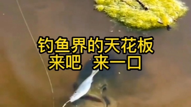 钓鱼界的天花板来吧来一口