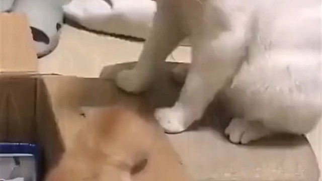 各种成精的小动物，