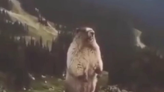 再穷不拉卷差点顾家荡产