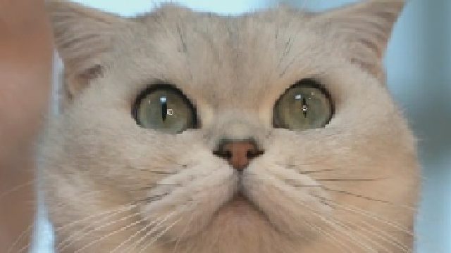 过年回家男朋友不让带猫，说很丢人?