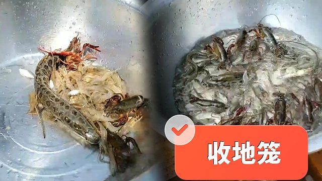 【微山湖】还是叫你爸爸妈妈爷爷奶奶来吧