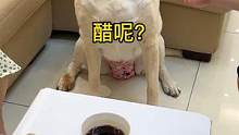 這狗子真講究，吃餃子必須得蘸醋#動(dòng)物圖鑒 
