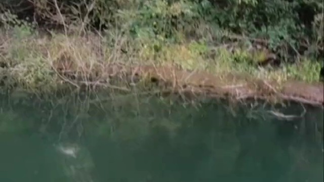 鲈鱼跑了的原因