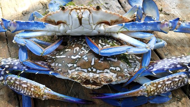 渔民的一天，10小时抓30斤鱼虾30斤螃蟹，收入1500元