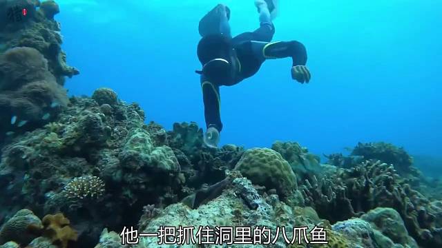 小哥哥潜水捕抓海底的八爪鱼