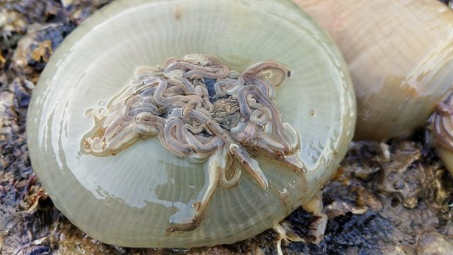 比拳头还大的海蚌，赶海这些年第一次抓到，还有罕见大海葵