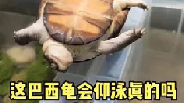 这巴西龟会仰泳？是真的吗？