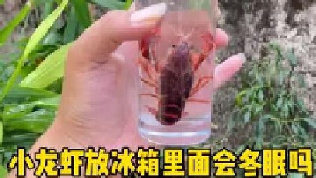 小龙虾放冰箱里面会冬眠吗？