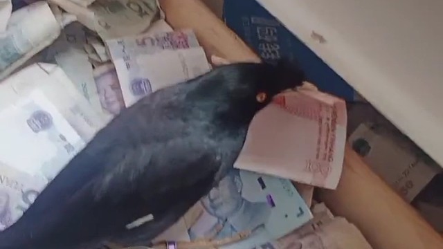 家里有这只鸟何愁不富有呢