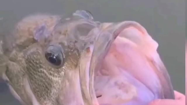 这鱼太听话了不好