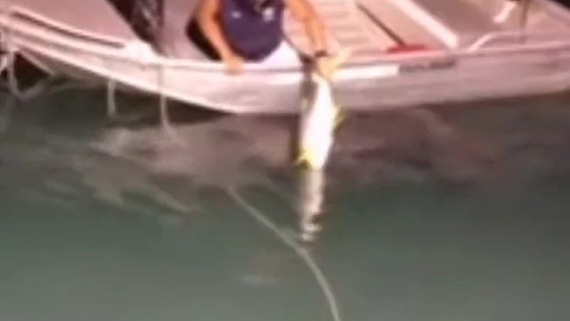 30斤的鱼做饵料，是钓什么鱼