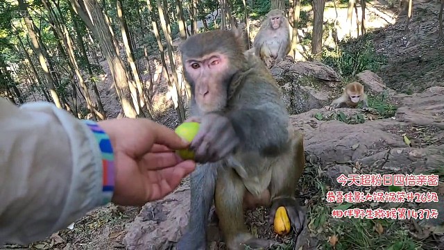 猴王~白牙齿