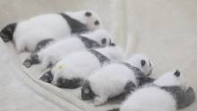 饲养员的工作就是把5只熊猫宝宝摆一排！