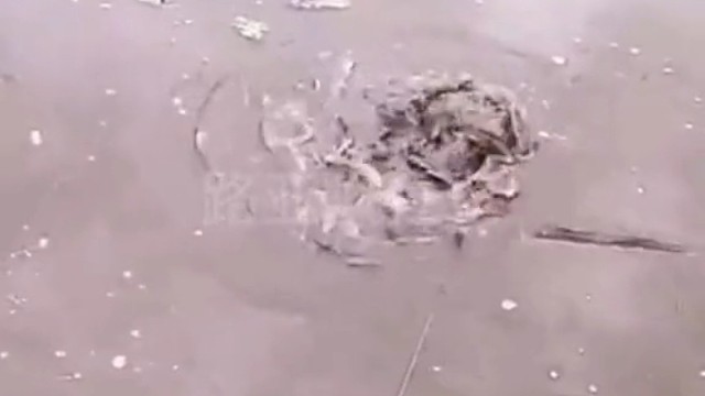 这是钓的什么怪物