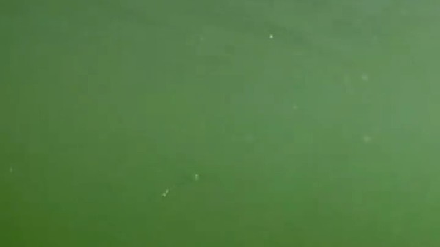 当鱼发现被骗了以后