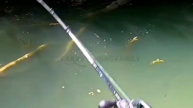 最好玩的淡水鱼