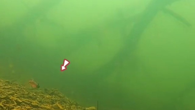 虾对鲈鱼的诱惑