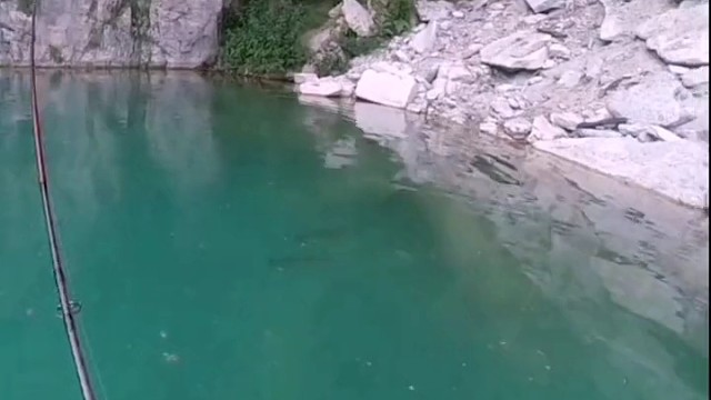 这鱼都不会走的