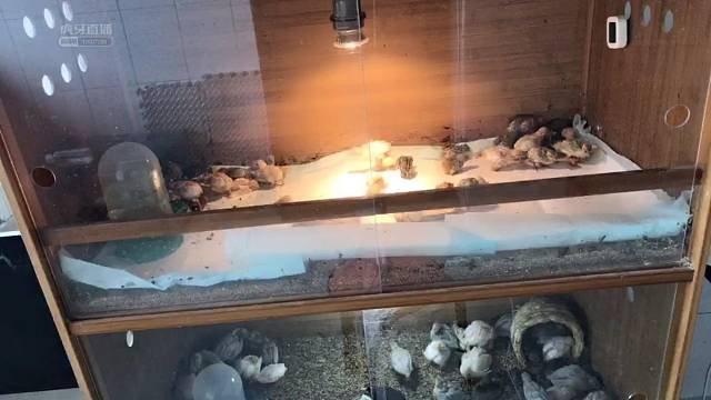 宠物芦丁限北京