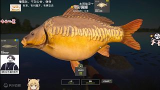 26圖琥珀湖——32k星帶型錦鯉