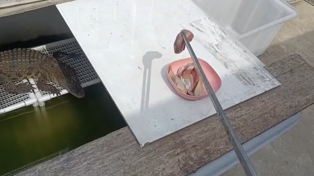 闲来无事喂喂鱼