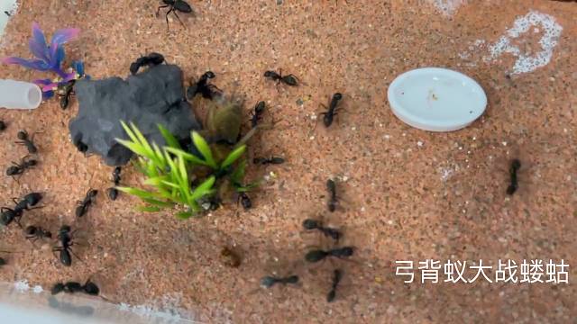 地下蚁国真实版