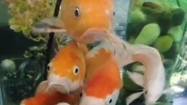 我家宝听课认真又呆萌
嘛嘛爱你们呦嗯哼嗯嘛