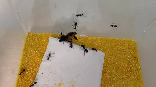 附上地下蚁国真实版