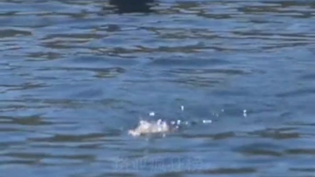 为什么玩野钓的盆友不会玩黑坑