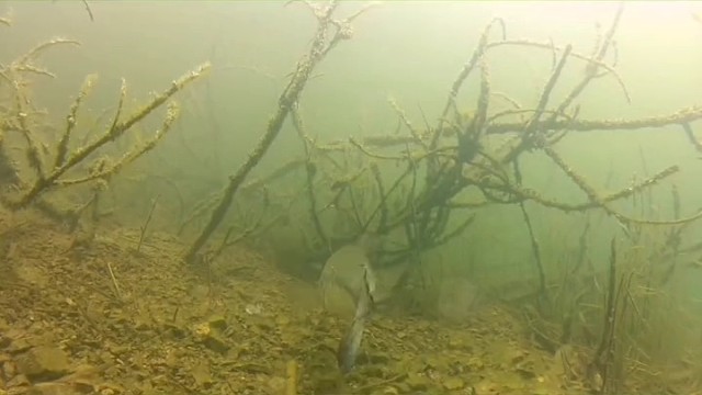 来高手解答为什么不开口