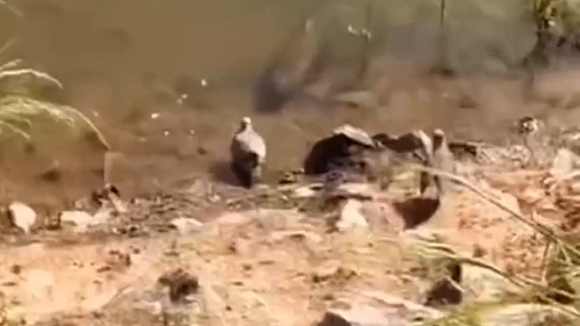 这技能谁教的？老实交代！