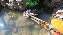 退潮后阿平赶海收获了好多海鲜，有青蟹和金蛋螺还有豹纹鳗和鲍鱼
