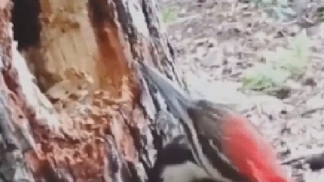 说真的，树已经不在乎身体里的那俩虫子了！