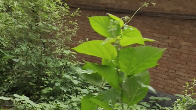 还有人见过老土墙吗？以前的房子都是土造的，周围一圈的砖中间全是土坯