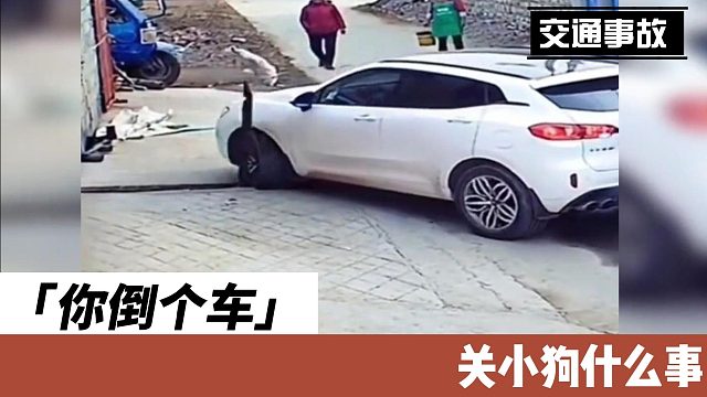 你倒个车关小狗什么事